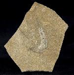 Leptolepis bronni AGASSIZ 1833 - Bild &copy; FossNet FossilienStore